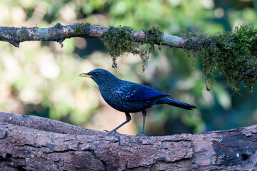 A blue whistling thrush perched on a top of tree branch on the outskirts of Sattal town in...