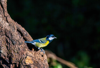 A green-backed tit perched on a tree on the outskirts of Sattal in Uttarakhand 