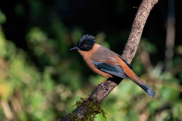 A Rufous Sibia perched on a tree branch on the outskirts of Sattal forests in Uttarakhand 