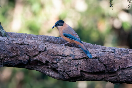A Rufous Sibia perched on a tree branch on the outskirts of Sattal forests in Uttarakhand 