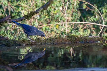 A blue whistling thrush perched on a top of tree branch on the outskirts of Sattal town in...