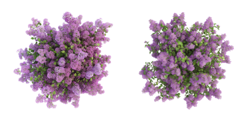 3d render of top view of blooming lilac tree isolated on a white or transparent background, Cut out PNG