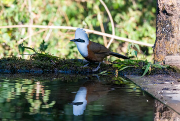 A white-crested laughingthrush perched near a waterhole with its reflection in the water in a bird hide on the outskirts of Sattal, Uttarakhand 