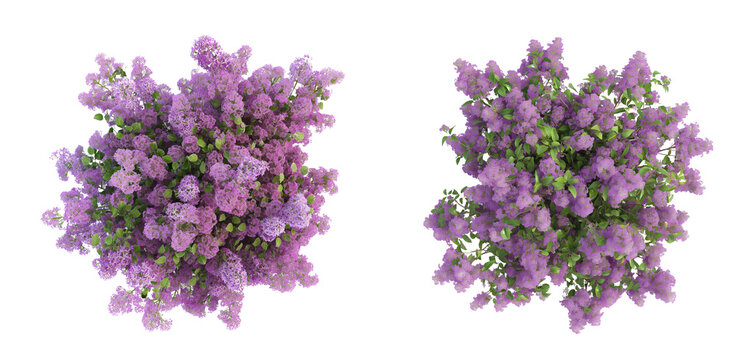 3d render of top view of blooming lilac tree isolated on a white or transparent background, Cut out PNG