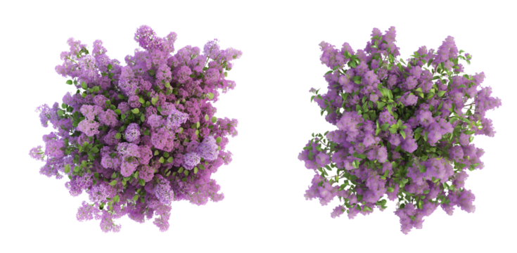 3d render of top view of blooming lilac tree isolated on a white or transparent background, Cut out PNG