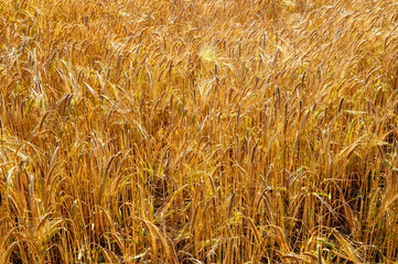 Golden wheat field in summer