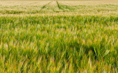 Green wheat field with tractor tyre tracks in background