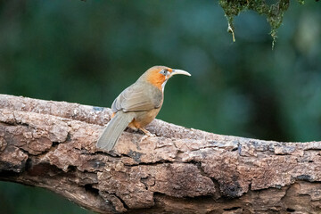 A Rusty cheeked Scimitar Babbler perched on top of a tree in the deep jungles on the outskirts of Sattal Town in Uttarakhand