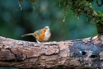 A Rusty cheeked Scimitar Babbler perched on top of a tree in the deep jungles on the outskirts of Sattal Town in Uttarakhand
