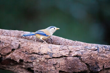A blue-winged Minla perched on top of a tree next to a waterhole on the outskirts of Sattal town in Uttarakhand 