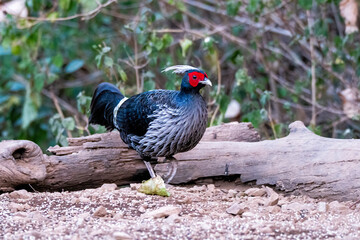A family of Kalij pheasant feeds on seeds in a bird hide on the foothills of Sattal, Uttarakhand 