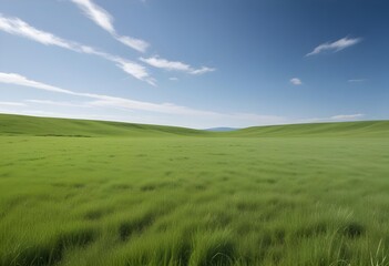 Fototapeta premium A lush meadow under a clear blue sky