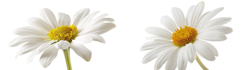 Fresh White Daisies with Bright Yellow Centers on Simple White Background