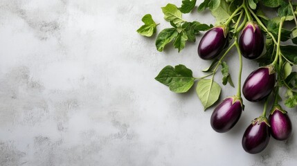 Fresh whole eggplant on a minimalist background. Clean, modern food concept with focus on natural shape and color.