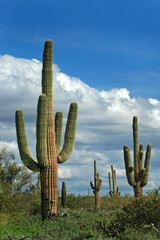Saguaro Cactus Cacti in Southwest Desert in America with Blue Sky and Clouds