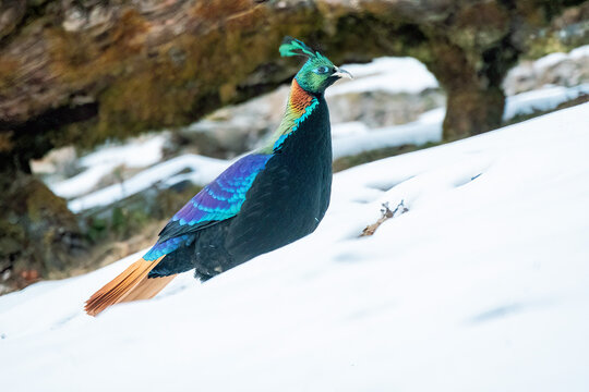 A beautiful himalayan Monal forging on the ground underneath snow on the mountain of Tunganath in Chopta, Uttarakhand 