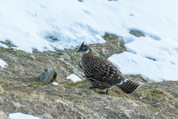 A beautiful himalayan Monal forging on the ground underneath snow on the mountain of Tunganath in Chopta, Uttarakhand 