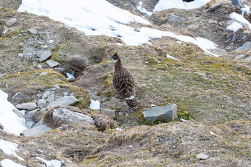 A beautiful himalayan Monal forging on the ground underneath snow on the mountain of Tunganath in Chopta, Uttarakhand 