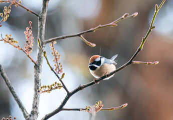 A black-throated tit perched on a branch on the outskirts of Sattal town in Uttarakhand