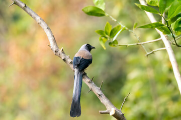 A gray treepie perched on a tree branch feeding on seeds in the outskirts of Sattal in Uttarakhand