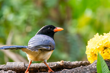 A yellow-billed blue magpie perched on top of a tree in the outskirts of Sattal city of Uttarakhand