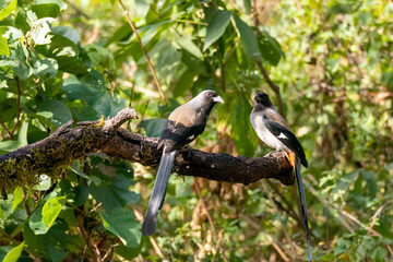 A gray treepie perched on a tree branch feeding on seeds in the outskirts of Sattal in Uttarakhand