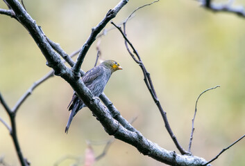 A yellow-rumped honeyguide perched on top of a tree branch on the outskirts of Rudraprayag, Uttarakhand