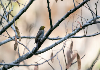 A yellow-rumped honeyguide perched on top of a tree branch on the outskirts of Rudraprayag, Uttarakhand