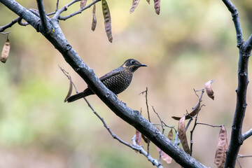 A yellow-rumped honeyguide perched on top of a tree branch on the outskirts of Rudraprayag, Uttarakhand