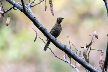 A yellow-rumped honeyguide perched on top of a tree branch on the outskirts of Rudraprayag, Uttarakhand