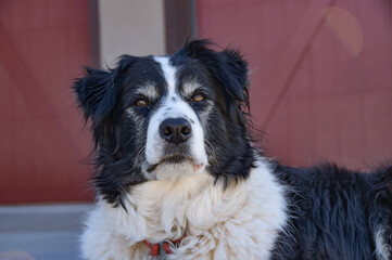 One black and white dog relaxing, laying in the driveway on a sunny fall day in Colorado, United States