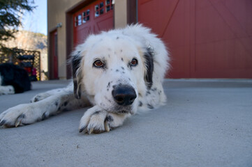 One black and white dog relaxing, laying in the driveway on a sunny fall day in Colorado, United States