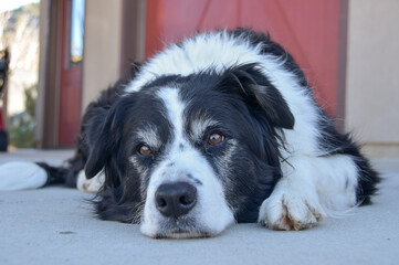 One black and white dog relaxing, laying in the driveway on a sunny fall day in Colorado, United States