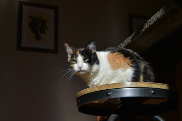 Orange, Black and White Calico Cat laying in the sunshine on a sunny fall day in Colorado, United States