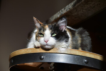 Orange, Black and White Calico Cat laying in the sunshine on a sunny fall day in Colorado, United States
