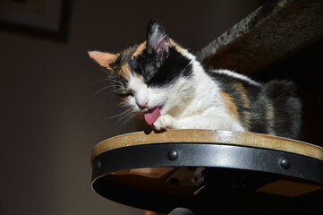 Orange, Black and White Calico Cat laying in the sunshine on a sunny fall day in Colorado, United States