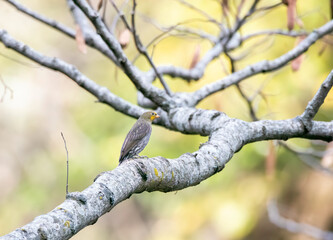 A yellow-rumped honeyguide perched on top of a tree branch on the outskirts of Rudraprayag, Uttarakhand
