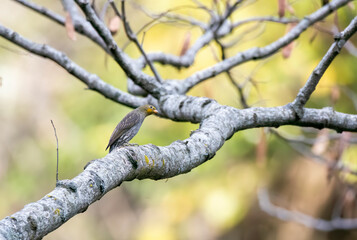 A yellow-rumped honeyguide perched on top of a tree branch on the outskirts of Rudraprayag, Uttarakhand