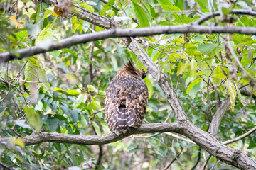 A Tawny fish owl perched on top of a tree in the outskirts of Nainital town in Uttarakhand