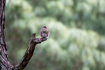 An Asian-barred Owlet perched on top of a branch on the outskirts of Sattal city in Uttarakhand