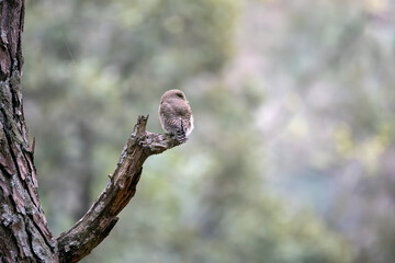 An Asian-barred Owlet perched on top of a branch on the outskirts of Sattal city in Uttarakhand