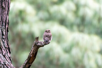 An Asian-barred Owlet perched on top of a branch on the outskirts of Sattal city in Uttarakhand