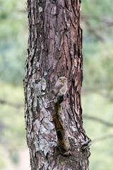 An Asian-barred Owlet perched on top of a branch on the outskirts of Sattal city in Uttarakhand