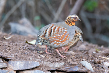 A Rufous throated partridge feeding on seeds on the edge of a bushes on the outskirts of Sattal town in Uttarakhand