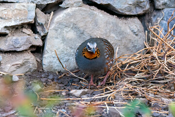 A Rufous throated partridge feeding on seeds on the edge of a bushes on the outskirts of Sattal...