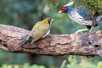 A Greater Yellownape perched on top of a tree branch on the outskirts of Sattal town in Uttarakhand