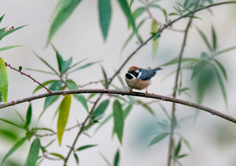 A black-throated tit perched on a branch on the outskirts of Sattal town in Uttarakhand