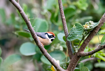A black-throated tit perched on a branch on the outskirts of Sattal town in Uttarakhand