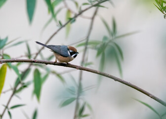 A black-throated tit perched on a branch on the outskirts of Sattal town in Uttarakhand