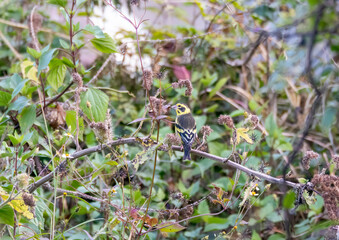 A yellow-breasted greenfinch perched on a branch of a bush in the town of Mandal in Uttarakhand